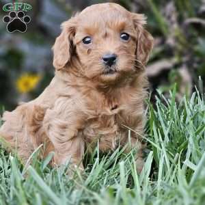 Brooke, Cavapoo Puppy