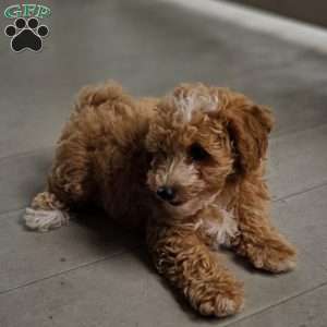 Daisy, Miniature Poodle Puppy