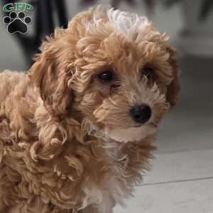 Daisy, Miniature Poodle Puppy