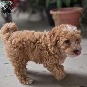 Daisy, Miniature Poodle Puppy