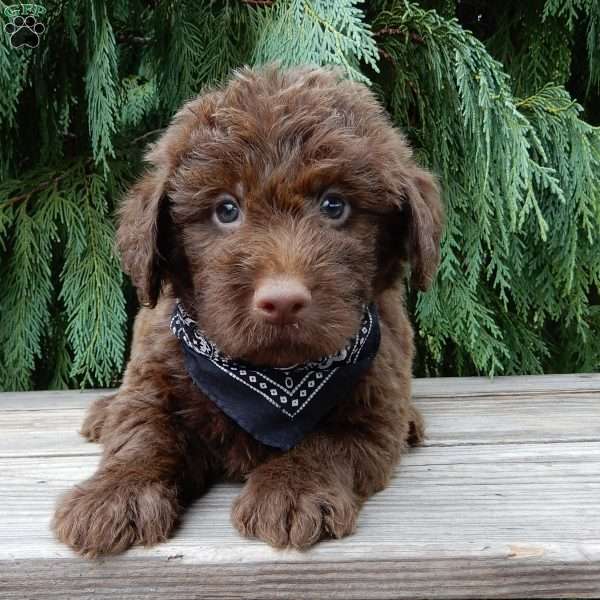 Odie, Labradoodle Puppy