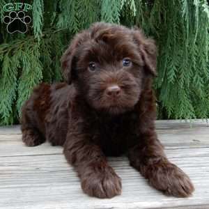 Carl, Labradoodle Puppy