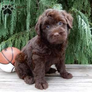 Carl, Labradoodle Puppy