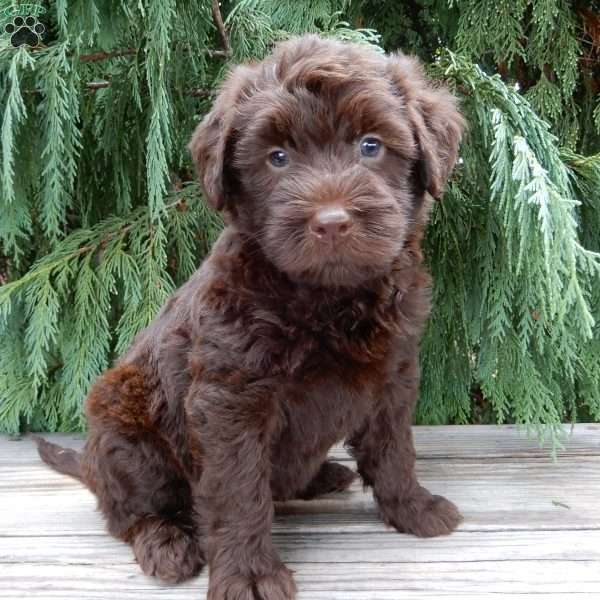 Carl, Labradoodle Puppy
