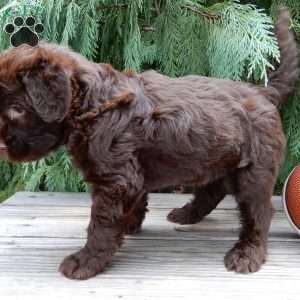 Carl, Labradoodle Puppy