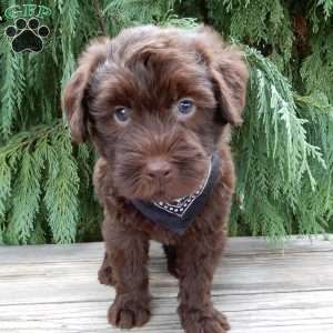 Carl, Labradoodle Puppy