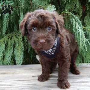 Carl, Labradoodle Puppy