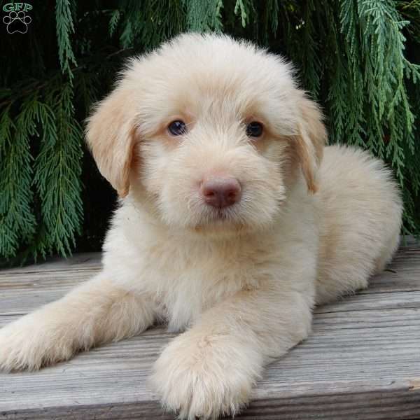 Omar, Labradoodle Puppy