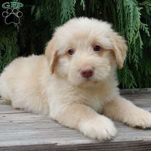 Omar, Labradoodle Puppy