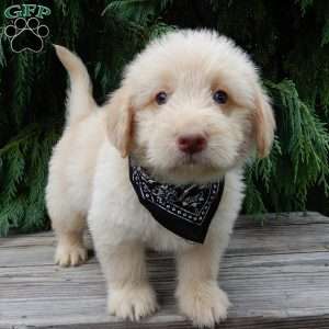 Omar, Labradoodle Puppy