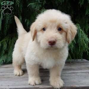 Omar, Labradoodle Puppy