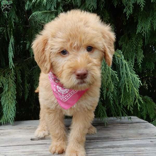 Roxy, Labradoodle Puppy