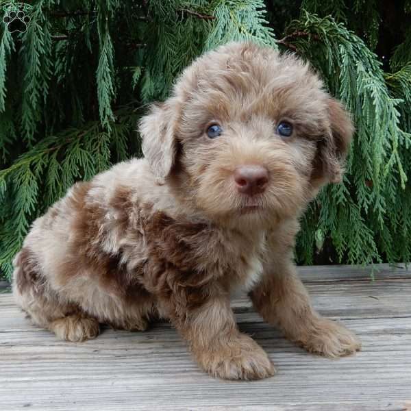 Waldo, Labradoodle Puppy