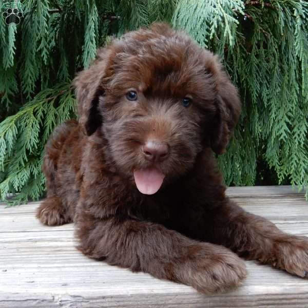 Luna, Labradoodle Puppy