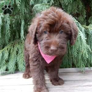 Luna, Labradoodle Puppy