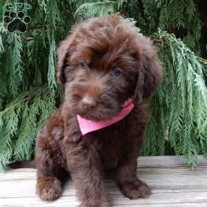 Luna, Labradoodle Puppy