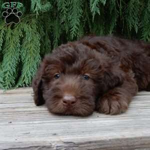 Luna, Labradoodle Puppy