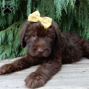 Luna, Labradoodle Puppy