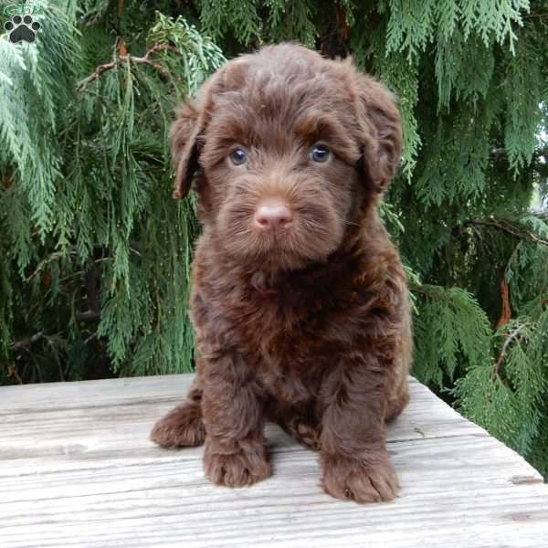 Vivi, Labradoodle Puppy