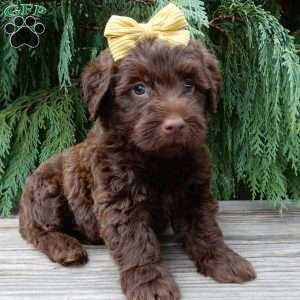 Vivi, Labradoodle Puppy