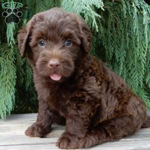 Vivi, Labradoodle Puppy