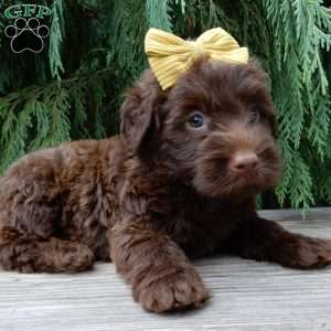 Vivi, Labradoodle Puppy