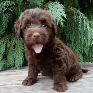 Vivi, Labradoodle Puppy