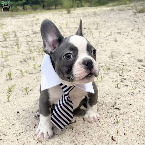 Chunk, French Bulldog Puppy