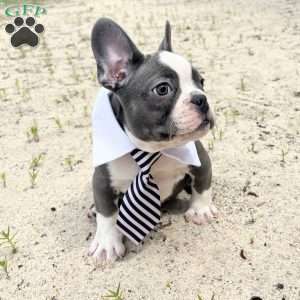 Chunk, French Bulldog Puppy