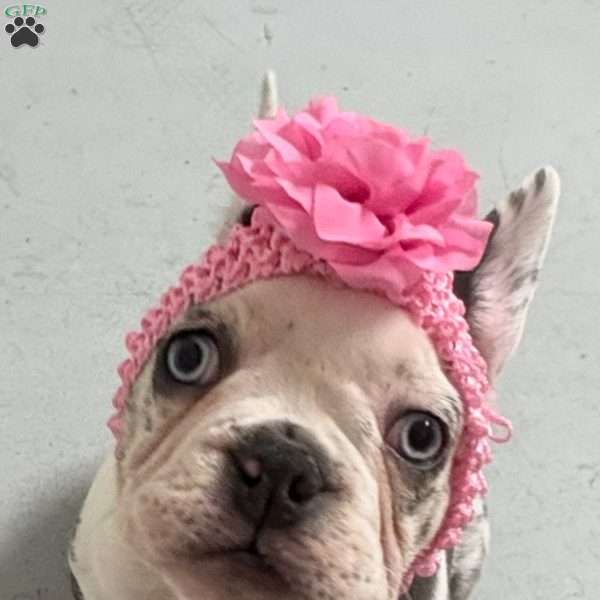 Marshmello, French Bulldog Puppy