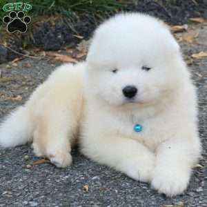 Dodger, Samoyed Puppy