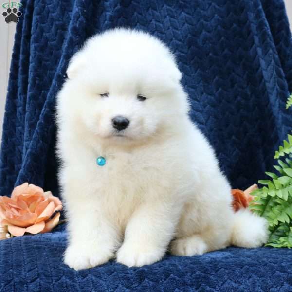 Dodger, Samoyed Puppy
