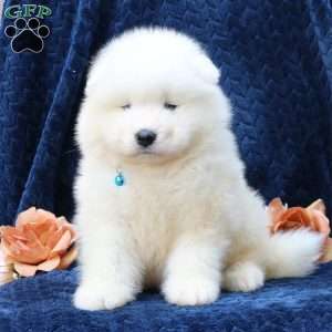 Dodger, Samoyed Puppy
