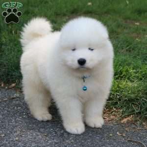 Dodger, Samoyed Puppy