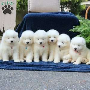 Dodger, Samoyed Puppy