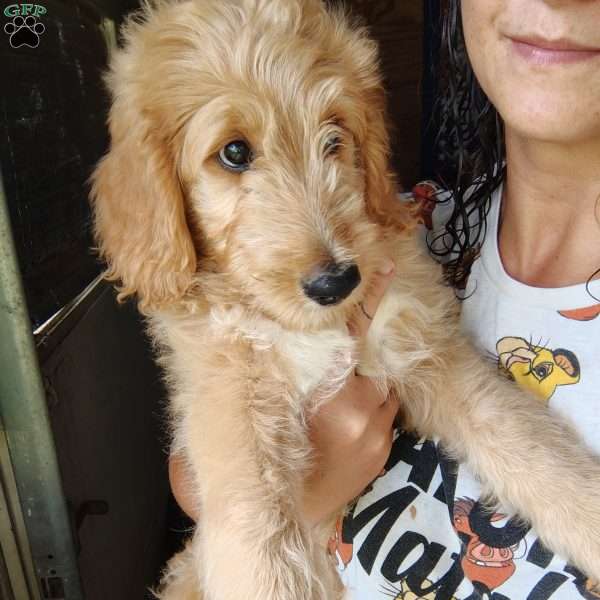 Ellis, Goldendoodle Puppy