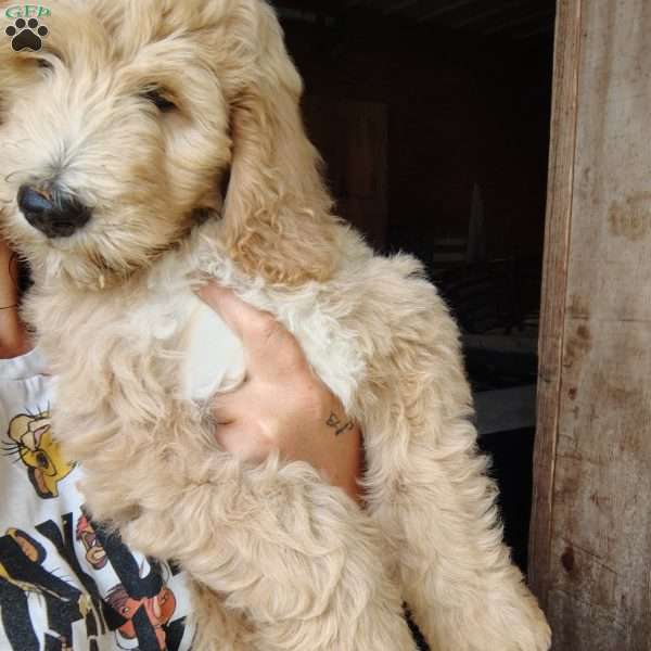 Cassian, Goldendoodle Puppy