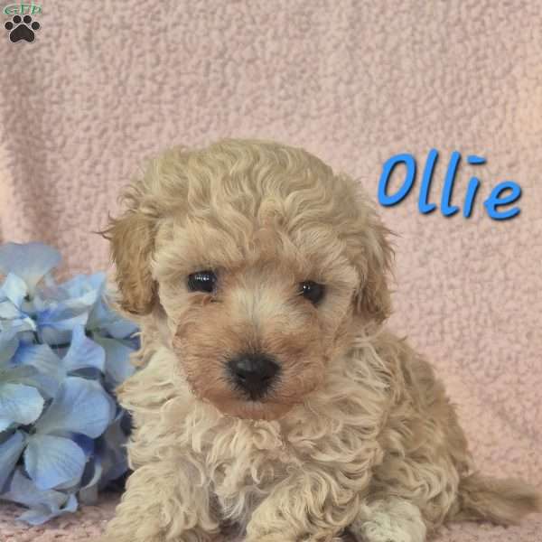 Ollie, Toy Poodle Puppy