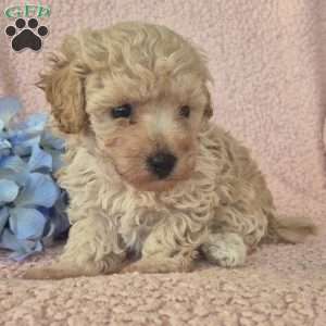 Ollie, Toy Poodle Puppy