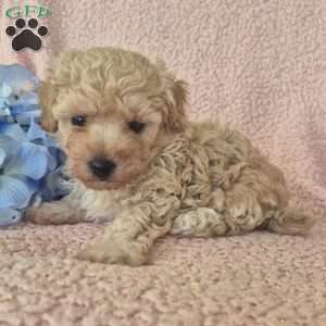 Ollie, Toy Poodle Puppy