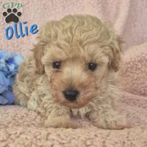 Ollie, Toy Poodle Puppy