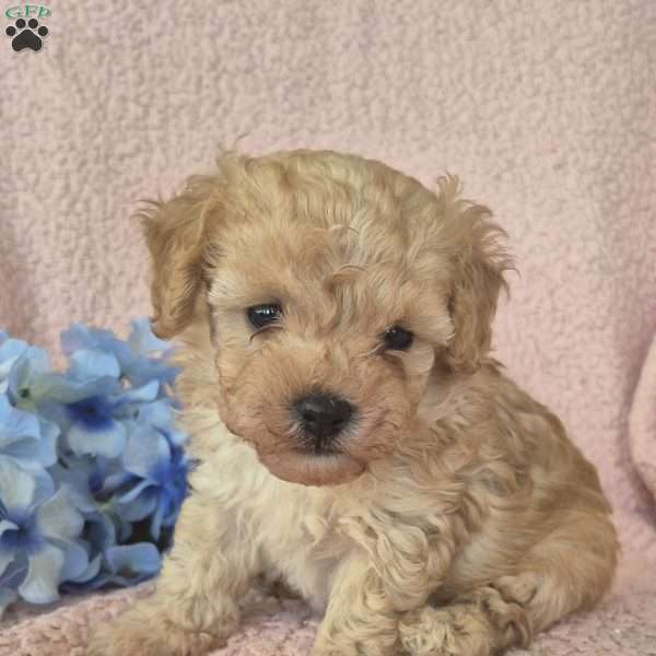 Champ, Toy Poodle Puppy