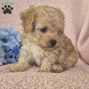 Champ, Toy Poodle Puppy