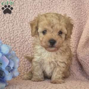 Champ, Toy Poodle Puppy