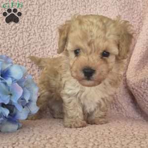 Champ, Toy Poodle Puppy