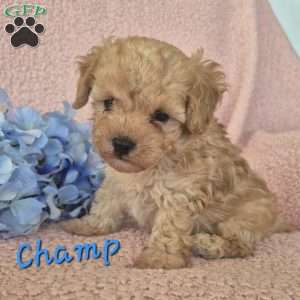 Champ, Toy Poodle Puppy