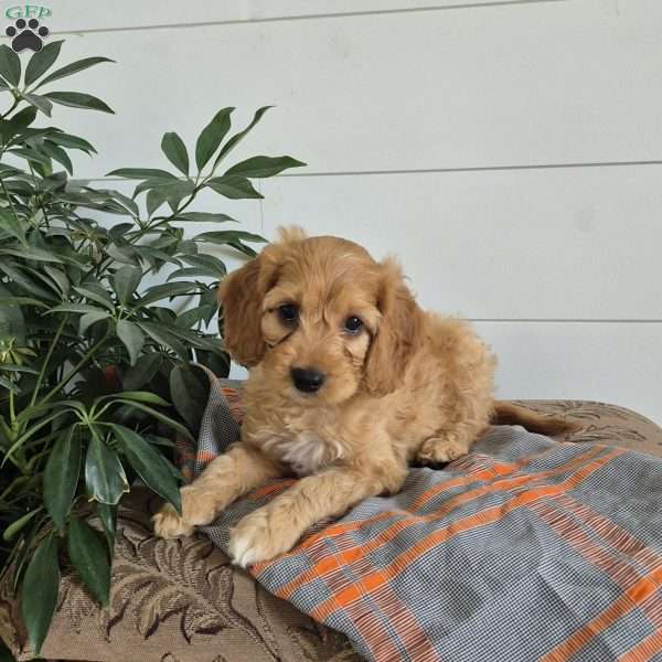 Bently, Cockapoo Puppy