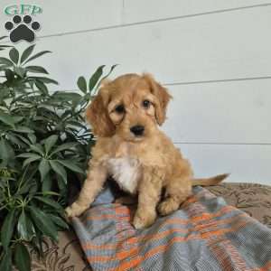 Bently, Cockapoo Puppy