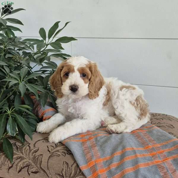 Chester, Cockapoo Puppy