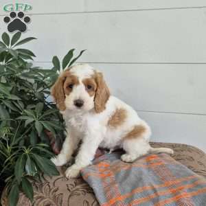 Chester, Cockapoo Puppy